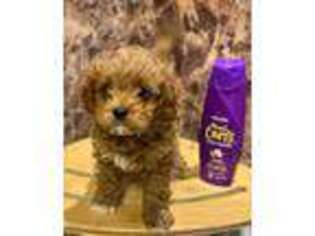 Cavapoo Puppy for sale in Conway, MO, USA
