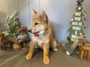 Shiba Inu Puppy for sale in West Plains, MO, USA