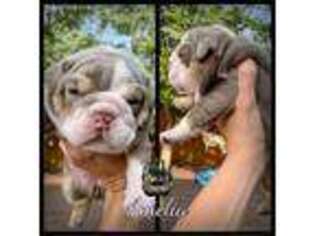 Bulldog Puppy for sale in Loveland, CO, USA