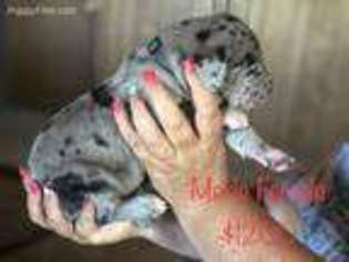 Great Dane Puppy for sale in Malin, OR, USA