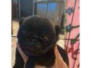 Pug Puppy for sale in Lakeland, FL, USA