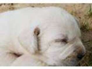 Labrador Retriever Puppy for sale in Camden, SC, USA