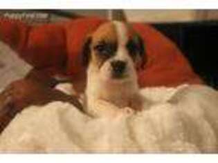 Puggle Puppy for sale in Loganville, GA, USA