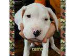 Dogo Argentino Puppy for sale in Placerville, CA, USA
