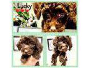 Labradoodle Puppy for sale in Jonesville, MI, USA