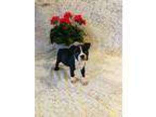 Boston Terrier Puppy for sale in Greensburg, IN, USA