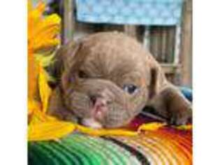 Bulldog Puppy for sale in Sonora, CA, USA