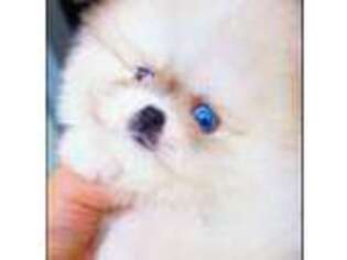 Pomeranian Puppy for sale in Incline Village, NV, USA