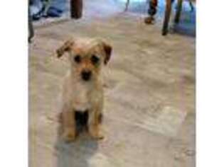 Mutt Puppy for sale in Ossipee, NH, USA