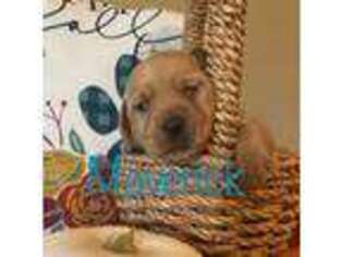 Labrador Retriever Puppy for sale in Carthage, NC, USA