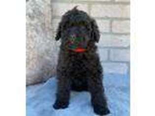 Goldendoodle Puppy for sale in Three Rivers, MI, USA