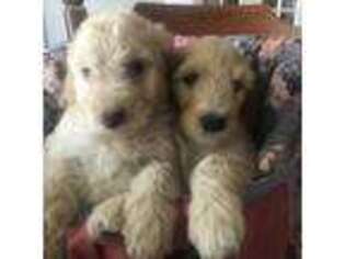 Goldendoodle Puppy for sale in Melbourne, FL, USA
