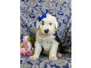 Old English Sheepdog Puppy for sale in Lancaster, PA, USA