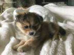 Pomeranian Puppy for sale in Schertz, TX, USA