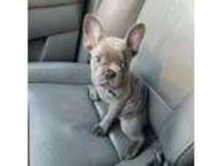 French Bulldog Puppy for sale in Temecula, CA, USA