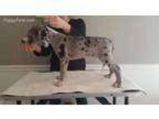 Great Dane Puppy for sale in Horse Shoe, NC, USA