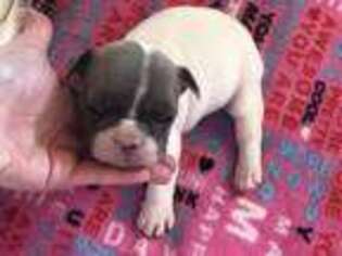 French Bulldog Puppy for sale in Stephenville, TX, USA