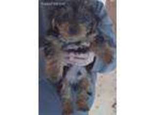 Yorkshire Terrier Puppy for sale in Marshall, WI, USA