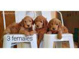 Goldendoodle Puppy for sale in Puyallup, WA, USA