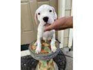 Dogo Argentino Puppy for sale in Portland, OR, USA