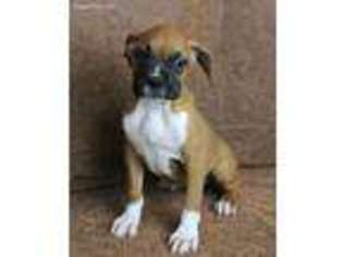 Boxer Puppy for sale in Dublin, TX, USA