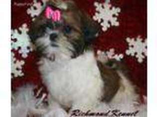 Mutt Puppy for sale in London, OH, USA
