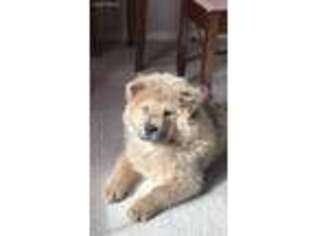 Chow Chow Puppy for sale in Tigard, OR, USA