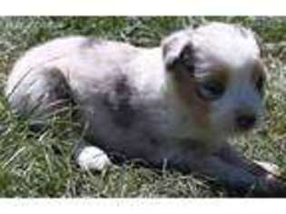 Miniature Australian Shepherd Puppy for sale in Toledo, WA, USA