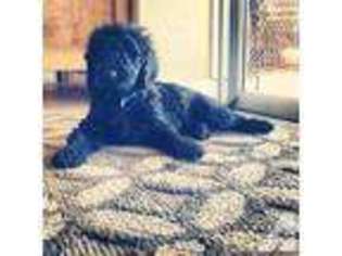 Labradoodle Puppy for sale in SARASOTA, FL, USA