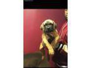 Boerboel Puppy for sale in Cincinnati, OH, USA
