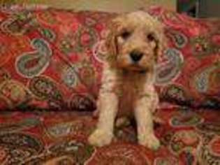 Goldendoodle Puppy for sale in Woodstock, GA, USA