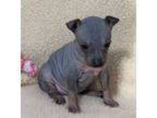American Hairless Terrier Puppy for sale in Franklin, KY, USA