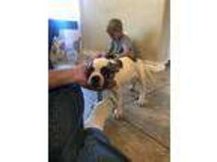 American Bulldog Puppy for sale in La Vernia, TX, USA