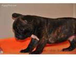 French Bulldog Puppy for sale in Chesterfield, SC, USA