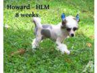 Chinese Crested Puppy for sale in LENOIR CITY, TN, USA