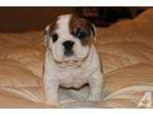 Bulldog Puppy for sale in BRONX, NY, USA