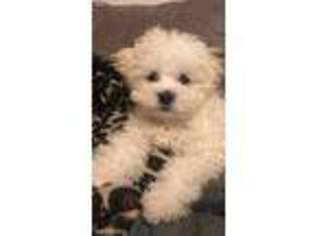 Maltese Puppy for sale in Richmond, KY, USA