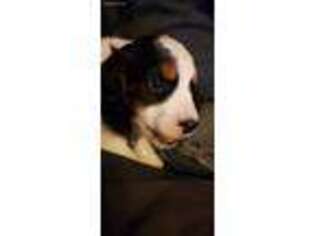English Springer Spaniel Puppy for sale in New Virginia, IA, USA