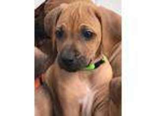 Rhodesian Ridgeback Puppy for sale in Forest City, NC, USA