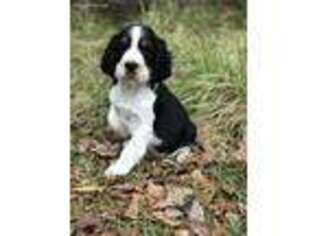 English Springer Spaniel Puppy for sale in Waverly, GA, USA