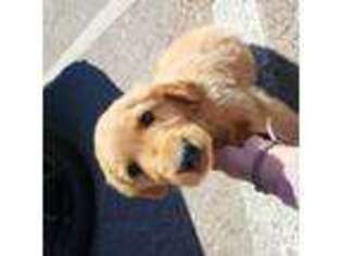 Golden Retriever Puppy for sale in El Paso, TX, USA