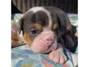 Bulldog Puppy for sale in Washington, NC, USA