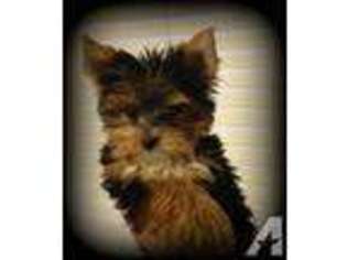 Yorkshire Terrier Puppy for sale in SAINT PAUL, MN, USA
