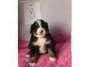 Bernese Mountain Dog Puppy for sale in Chino, CA, USA
