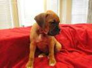 Boxer Puppy for sale in Victorville, CA, USA