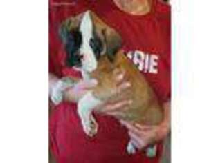 Boxer Puppy for sale in New London, IA, USA