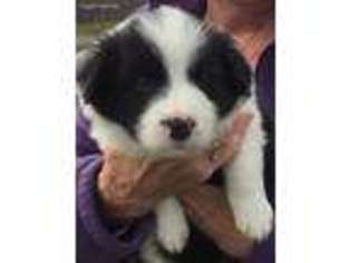 Border Collie Puppy for sale in Newburg, PA, USA
