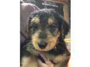 Airedale Terrier Puppy for sale in Cambridge, OH, USA