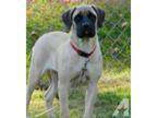 Mastiff Puppy for sale in NEW MARSHFIELD, OH, USA