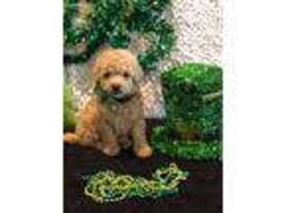 Goldendoodle Puppy for sale in Florence, AL, USA